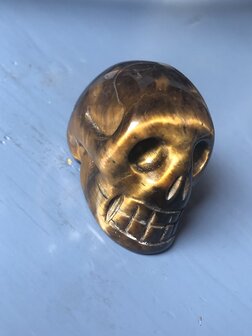 Prachtige kleine schedel / skull van tijgeroog