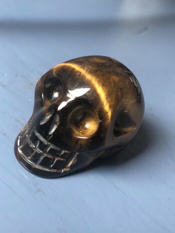 Prachtige kleine schedel / skull van tijgeroog